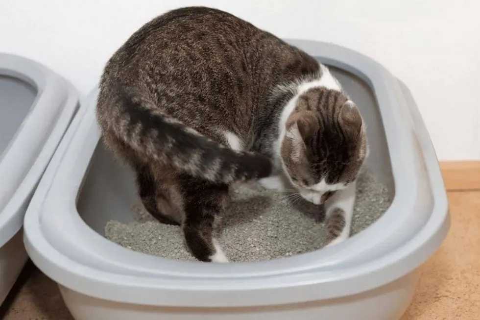 Why Does My Cat Play In The Litter Box - Smartly Cat