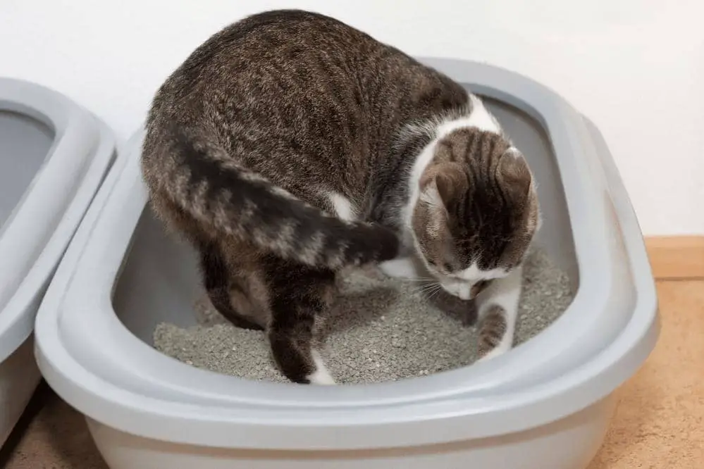 why does cat play in the litter box