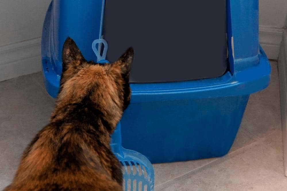 why does my cat stare at the litter box