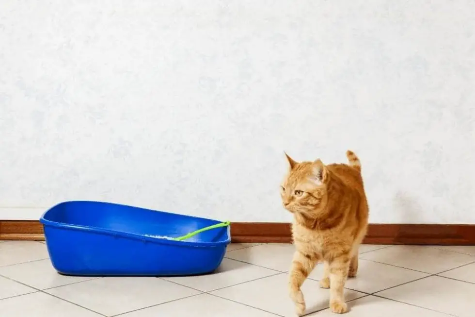 Why Is My Cat Pooping Outside The Litter Box? Smartly Cat