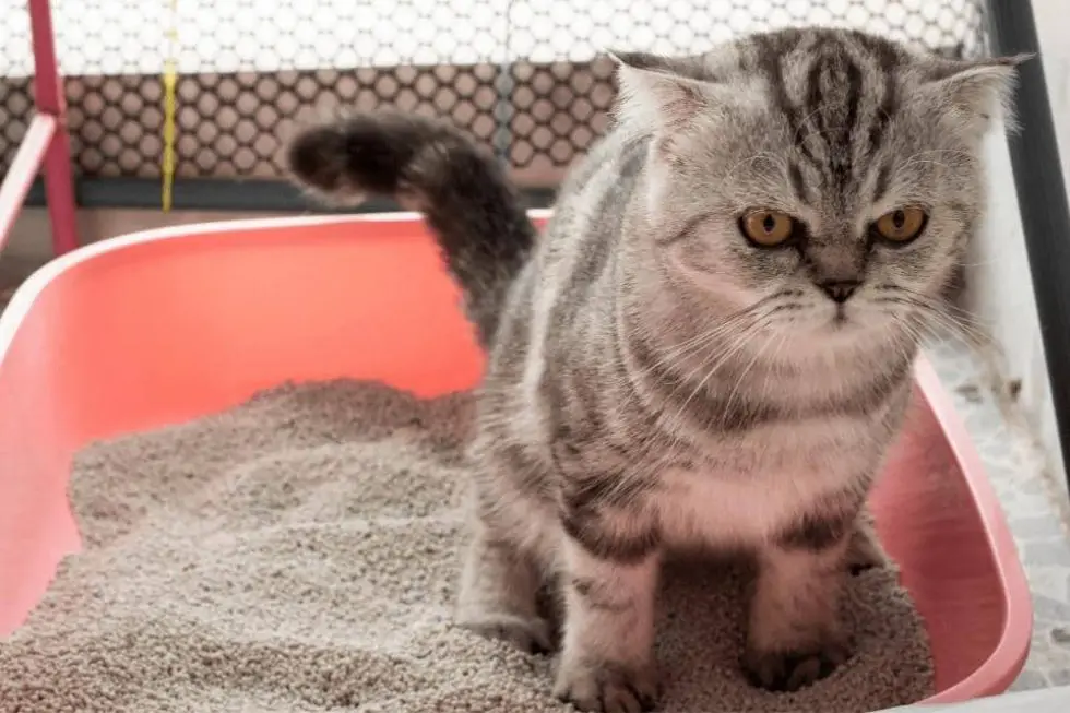 Why Is My Cat Going To The Litter Box So Much Smartly Cat