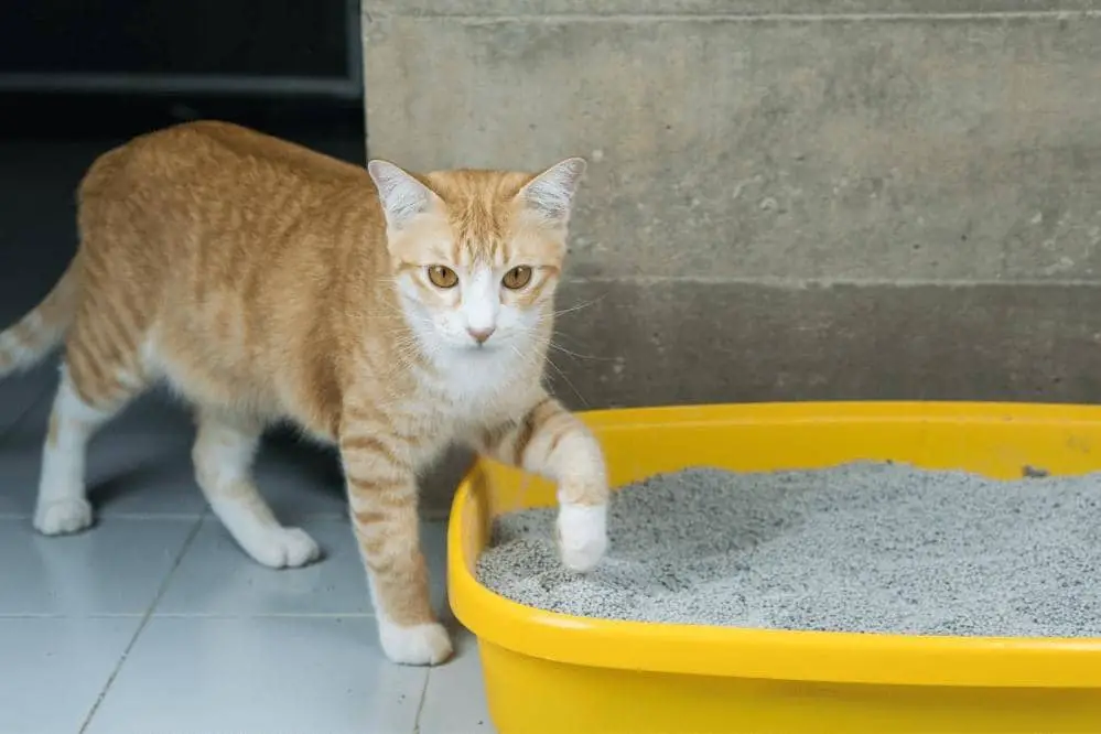 Cat missing the litter clearance box