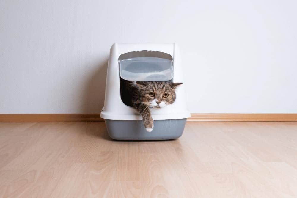 will cat use a used litter box