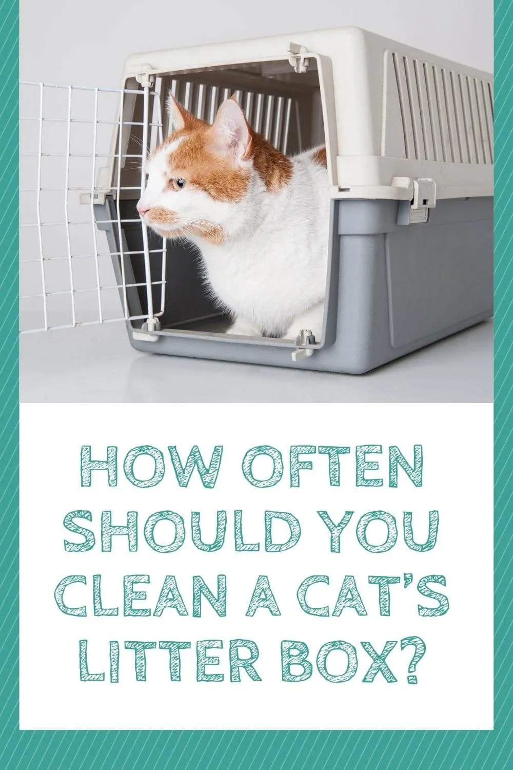 How Often Should You Clean a Cat’s Litter Box