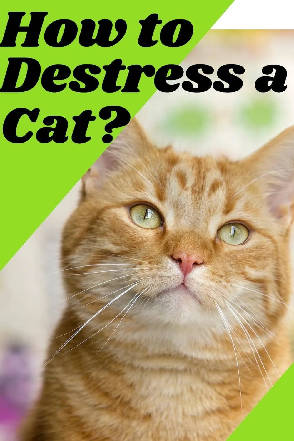 How to Destress a Cat