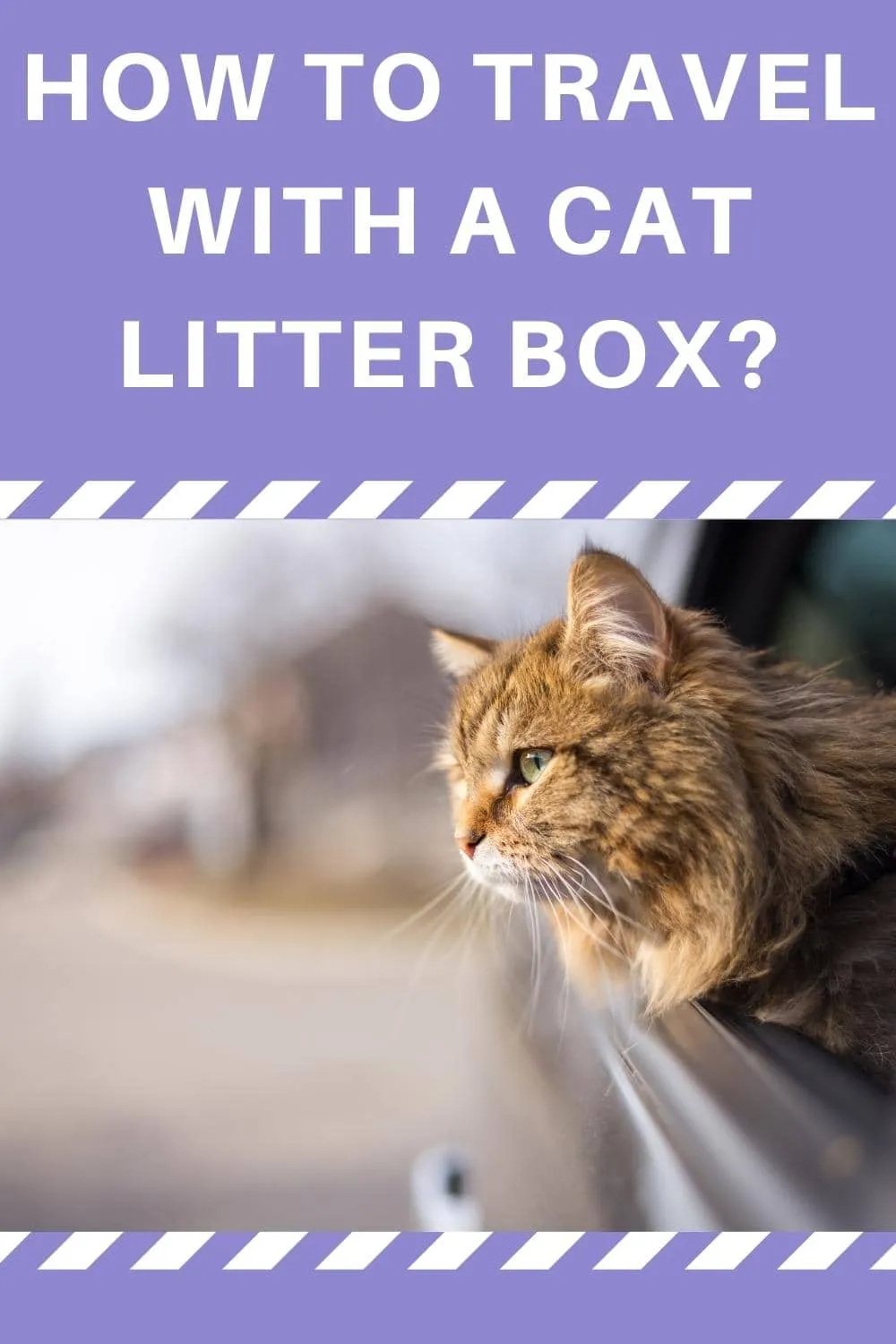 How to Travel with a Cat Litter Box