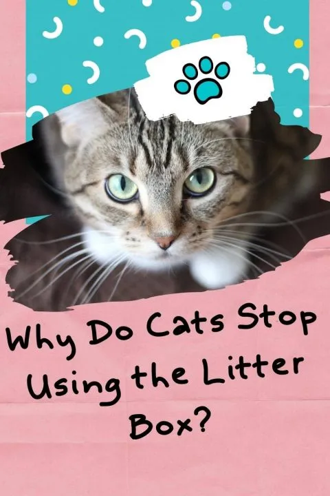 how to keep a cat out of a litter box