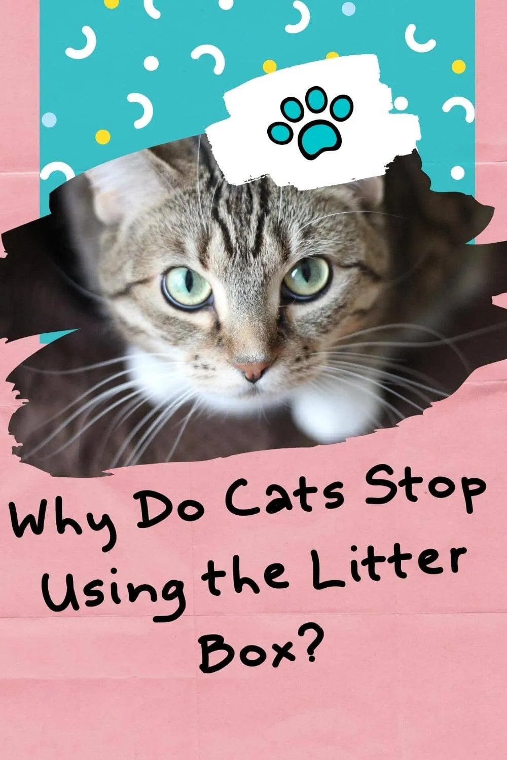 Why Do Cats Stop Using the Litter Box