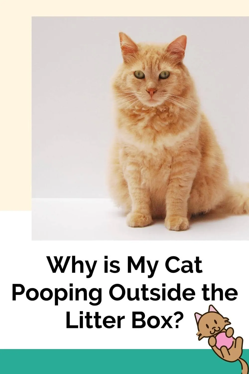 Why is My Cat Pooping Outside the Litter Box