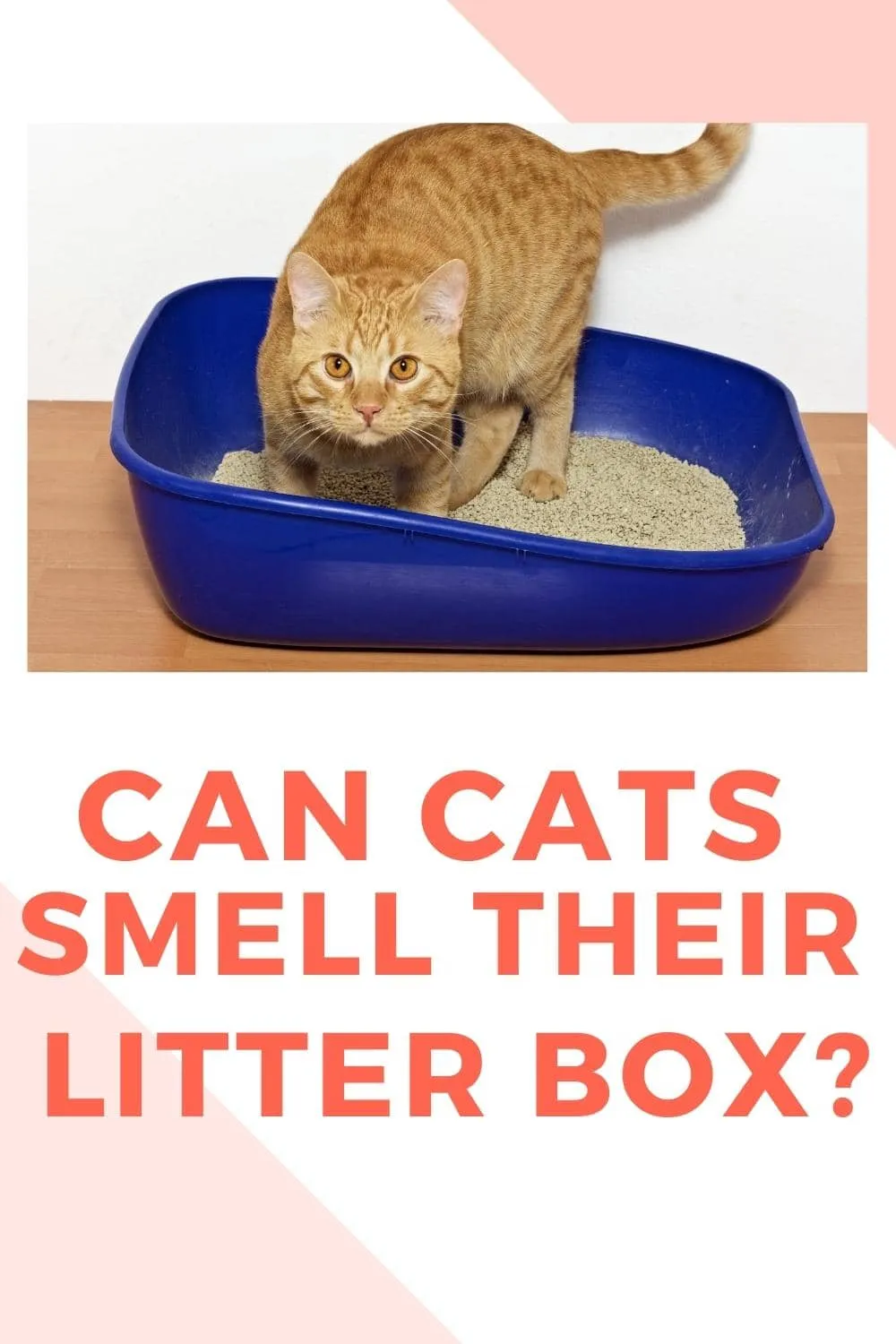 can cats smell their litter box