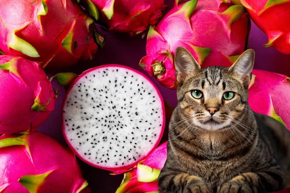 cat eat dragon fruit